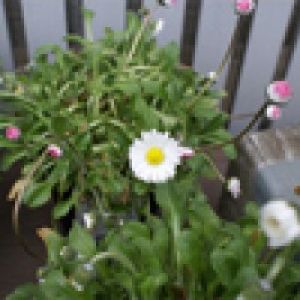 Bellis perennis ‘Pomponette Mix’ – English Daisy – get a quote