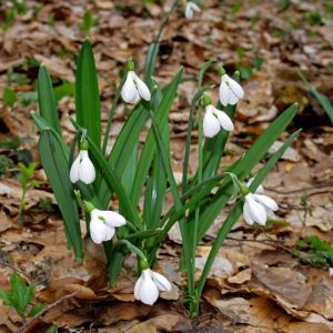 Galanthus plicatus – Crimean Snowdrop – Snowdrop – get a quote