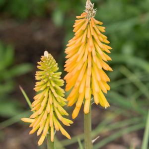 Kniphofia ‘Buttercup’ – Red-hot Poker – Torch Lily – Tritoma – Torch Flower – get a quote