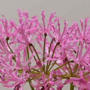 Nerine undulata – Nerine crispa – Spider Lily – Guernsey Lily – get a quote