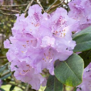 Rhododendron ‘Susan’ – Azaleas – get a quote