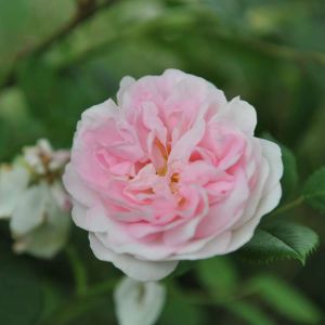 Buy Alba Roses Plants