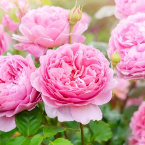 Rosa ‘Mischief’ – Rose ‘Mischief’ get a quote