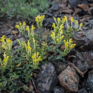 Scutellaria orientalis – Helmet Flower – Skullcap – get a quote