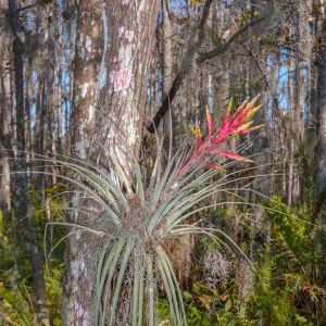 Tillandsia fasciculata – Wild Pineapple – Air Plant – get a quote