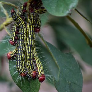 Azalea Caterpillar – Datana major get a quote