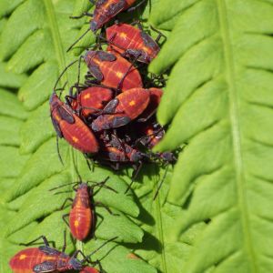 Goldenrain Tree Bug – Jadera haematolomoa get a quote