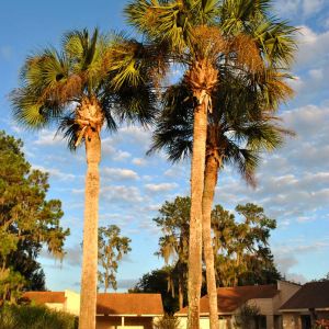 Washingtonia robusta – Mexican Fan Palm – get a quote