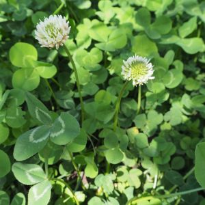 Clover get a quote