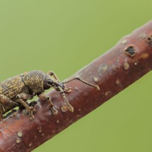 Woods Weevil – Nemocestes incomptus get a quote