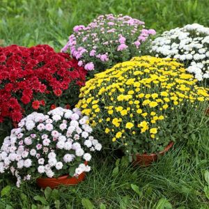 Buy Fall Annuals Plants