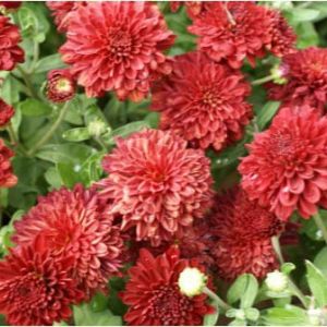 Hardy red mum – Chrysanthemum get a quote