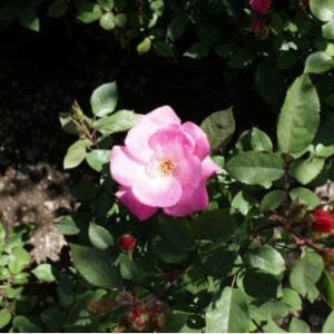 Rosa ‘Knockout Single Pink’ – Rose ‘Knockout Single Pink’ get a quote