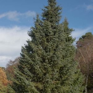 Picea omorika – Serbian Spruce – get a quote
