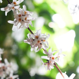 Abeliophyllum distichum – White Forsythia – Korean abelialef – get a quote