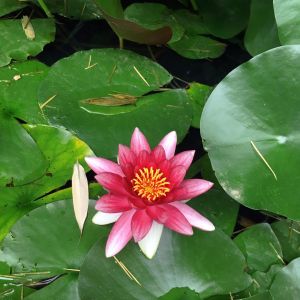 Nymphaea ‘Rose Arey’ – Waterlily – get a quote