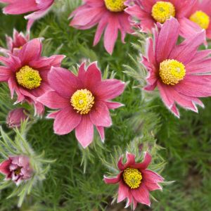 Pulsatilla vulgaris var rubra – Pasque Flower – Anemone pulsatilla – Anemone vulgaris – get a quote