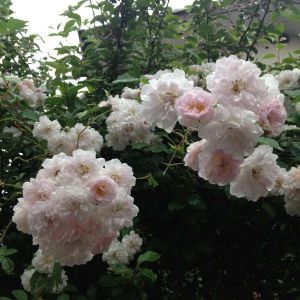 Rosa ‘Paul’s Himalayan Musk’ – Rose ‘Paul’s Himalayan Rambler’ – get a quote