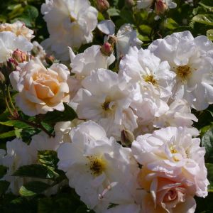 Rosa ‘Penelope’ – Rose ‘Penelope’ get a quote