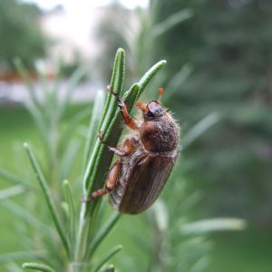 European Chafer – Rhizotrogus majalis get a quote