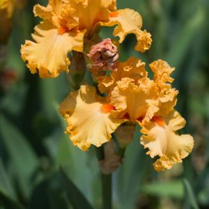 Iris ‘Fringed Benefits’ get a quote