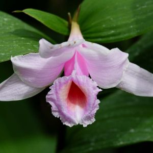 Sobralia – Orchids get a quote