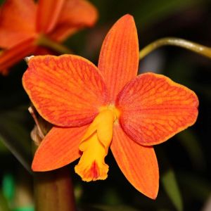 Sophrolaeliocattleya – Orchid get a quote