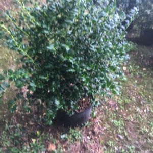 Ilex ‘China Girl’ – Holly – get a quote