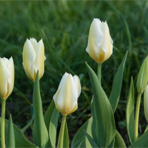 Tulipa ‘Purissima’ – Tulipa ‘White Emperor’ – Tulip ‘Purissima’ get a quote