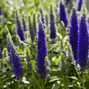 Veronica spicata ‘Royal Candles’ – Veronica – Dwarf spike speedwell – get a quote