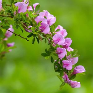 Chamaecytisus purpureus – Cytisus purpureus – Purple Broom – get a quote