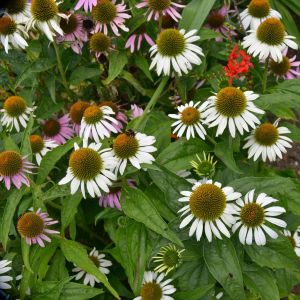 Echinacea purpurea ‘White Lustre’ – Rudbeckia purpurea – Purple Coneflower – Coneflower – get a quote