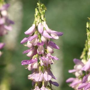 Galega ‘His Majesty’ – Galega ‘Her Majesty’ – Goat’s Rue – get a quote