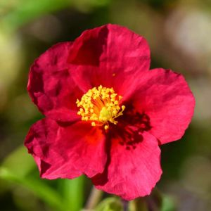 Rosa ‘Hertfordshire’ – Rose ‘Hertordshire’ get a quote