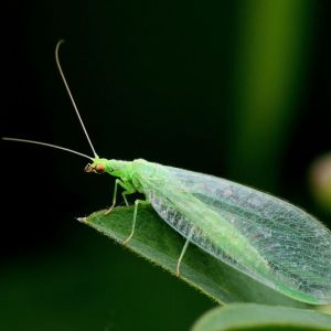 Green Lacewings – Chrysoperla get a quote