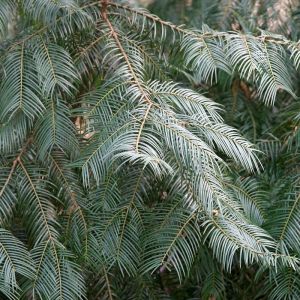 Cephalotaxus fortunei – Fortune Plum Yew – Chinese Plum Yew – Plum Yew – get a quote