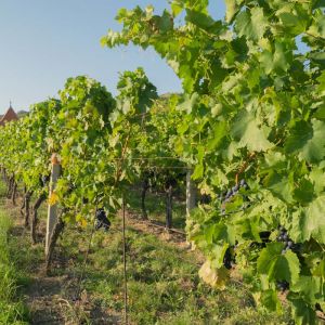 Vitis vinifera ‘Muller Thurgau’- Grape – get a quote