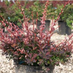 Berberis ‘Rosy Glow’ – Barberry – get a quote