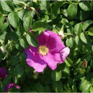 Rosa rugosa – Rose rugosa get a quote