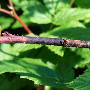 Raspberry Cane Blight get a quote