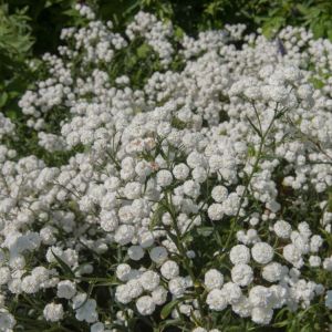Achillea ptarmica ‘Perry’s White’ – ‘Sneezewort’ – Yarrow get a quote