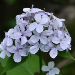 Lunaria rediviva – Perennial honesty – Honesty – get a quote