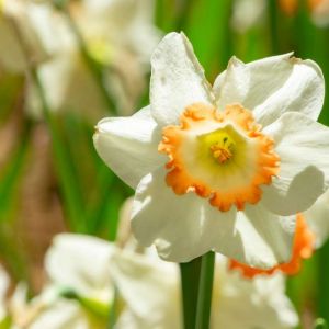 Narcissus ‘Pink Charm’ – Daffodil ‘Pink Charm’ get a quote