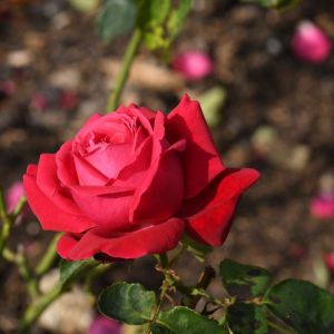 Rosa ‘Alec’s Red’ – Rose ‘Alec’s Red’ get a quote