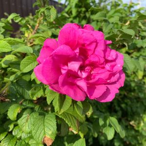 Rosa x odorata ‘Pallida’ – Old blush China rose – Parson’s pink China Rose – get a quote