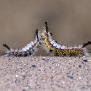 Western Tussock Moth – Orgyia ventusta get a quote