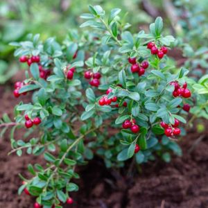 Vaccinium vitis-idaea ‘Koralle’ – Cowberry – Foxberry – Blueberry – Cranberry – Huckleberry – get a quote