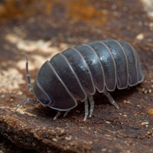 Pillbug – Armadillium vulgare get a quote