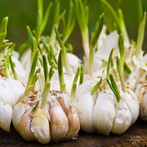 Chives – Garlic Chives – herbs get a quote