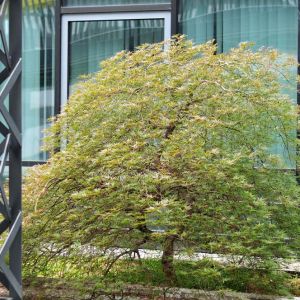 Acer palmatum ‘Seiryu’ – Maple get a quote